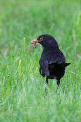 Blackbird with a worm in its beak.