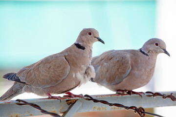two pigeons in the city