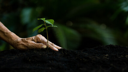 Hands old women agriculture holding and care plant tree keep environment and nature.  Growth of...