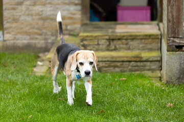 beagle dog in the garden