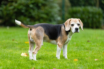 beagle dog in the garden