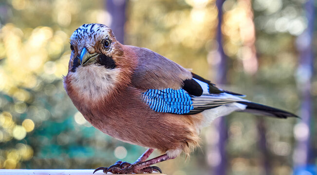 Jay, Garrulus glandarius, full frame side shot of bird with bright blue feathers against a blurry bokeh background