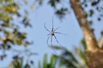 Spider on web in tropical trees of Goa, India