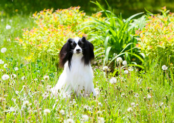 Portrait of Papillon in profile against a background of yellow dandelions. Cute smiling dog sitting on the grass in the open air. Beautiful puppy posing in the spring in the Park. Copy of the space.
