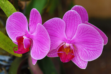 Naklejka na ściany i meble Close up of two beautiful purple moth orchid flowers (Phalaenopsis).