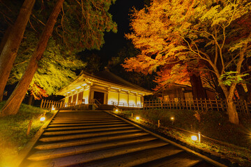 Fototapeta premium 日本のお寺 中尊寺ライトアップされた紅葉の金色堂覆堂