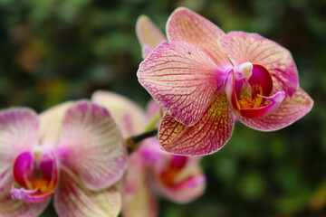 Fototapeta na wymiar Close up of beautiful moth orchid flowers (Phalaenopsis), with green foliage background.