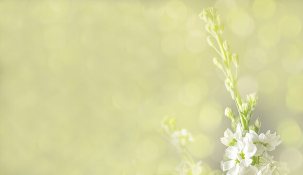 Spring flowers, abstract floral background with soft selective focus, blurred floral banner with free space for text