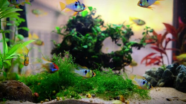 The blue ram, Mikrogeophagus Ramirezi, is a species of freshwater fish endemic to the Orinoco River basin. Here's a colony with different sub-species: Blue Electric, Black Ram, Golden Ram.