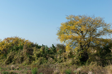 Fototapeta premium 가을에 들판에 자라는 풀과 나무가 단풍이 듬