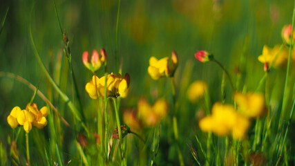 Macro de fleurs aux pétales jaunes sauvages, avec un beau flou d'arrière-plan