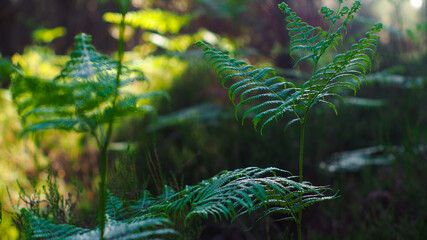 Macro de grandes feuilles de fougère, d'un vert éclatant