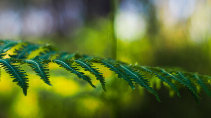 Macro de grandes feuilles de fougère, d'un vert éclatant