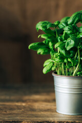 Fresh basil in a pot on dark wooden background. Natural food concept. Place for text. Front view.
