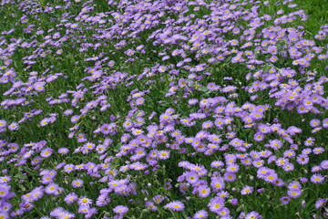 Backdrop - numerous violet flowers of Erigeron speciosus in June