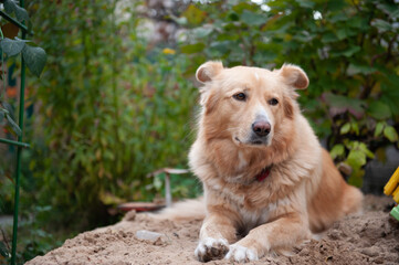 A fluffy dog is lying on the sand