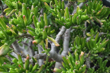 close up of a plant
