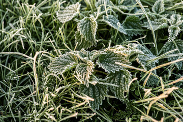 Nettle and grasses covered with frost, ground frost, green plants, snow