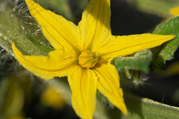 トマトの花　6月