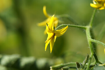 トマトの花　6月