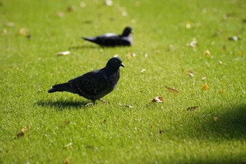Glass-Park-Pigeon,芝生公園と鳩