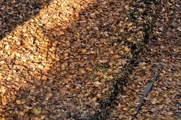 Gefallenes Laub im Herbst