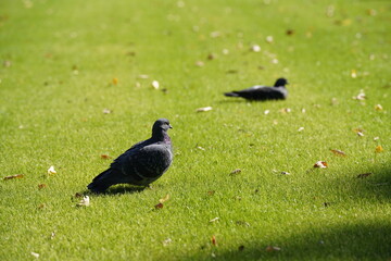 Glass-Park-Pigeon,芝生公園と鳩