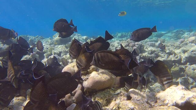 Flock of tropical fish Sailfin Tang is swimming above coral reef on shallow water in sun rays. Underwater life in the ocean. (4K-60fps)