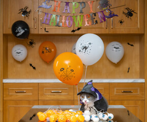 a british shorthair cat wearing Halloween dress in a living room with Halloween decorations