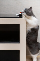 a british shorthair cat standing high and trying to eat the nutritional gel