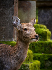 石灯篭の隙間から顔を出す鹿
