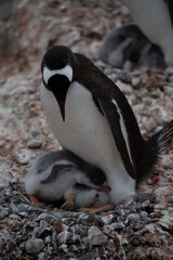 Naklejka premium Brütender Pinguin