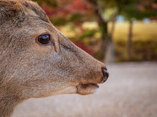 鹿の横顔