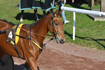 tête de cheval de course © compagnie-17