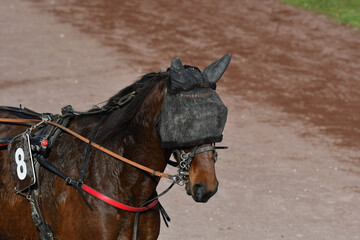 tête de cheval de course © compagnie-17