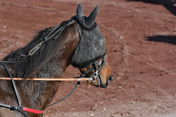 tête de cheval de course © compagnie-17