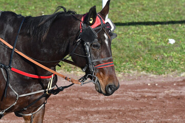 tête de cheval de course © compagnie-17