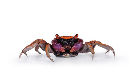 Orange purple Vampire Crab, standing facing camera. Looking towards camera, showing both eyes. isolated on a white background.