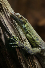 Close-up slanted shot of a lizard grabbing a log 