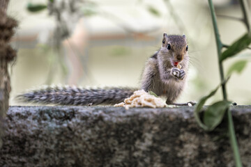 Squirrel Eating, Urban life, morning in the city