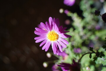 Obraz premium 菊の花 ピンク＆紫 明治神宮