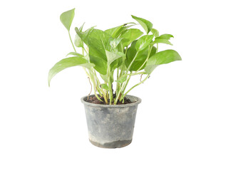 green tree in pots isolated on white background