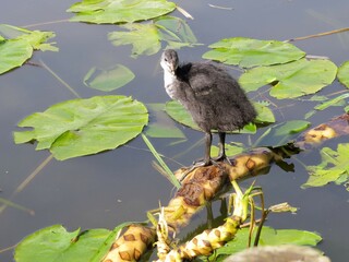 young coot perched on lilies in the water