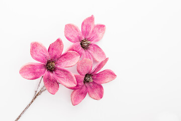 Fototapeta na wymiar Pink magnolia flowers isolated on white background.
