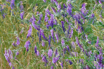 Bl&uuml;ten der Vogel-Wicke (Vicia cracca)	
