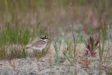 Flussregenpfeifer (Charadrius dubius) in der Oberlausitz	