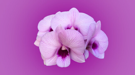 Isolated purple vanda orchid with clipping paths.