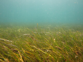 Obraz premium Cesped marino