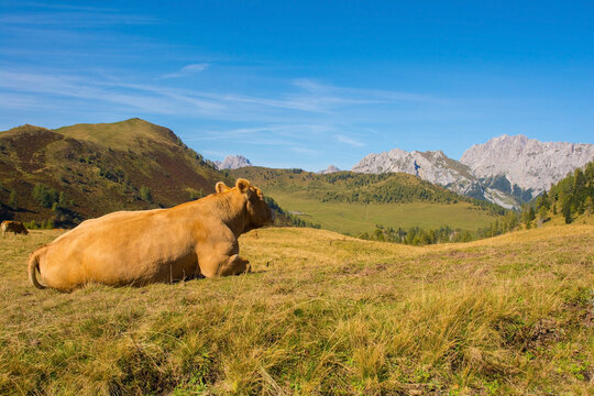 A dairy cow in its summer pasture at Laghi di Festons on Sella Festons near Sauris di Sopra, Udine Province, Friuli-Venezia Giulia, north east Italy
