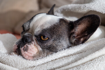 Black and white french bulldog sleeping with white blanket on top. close up
